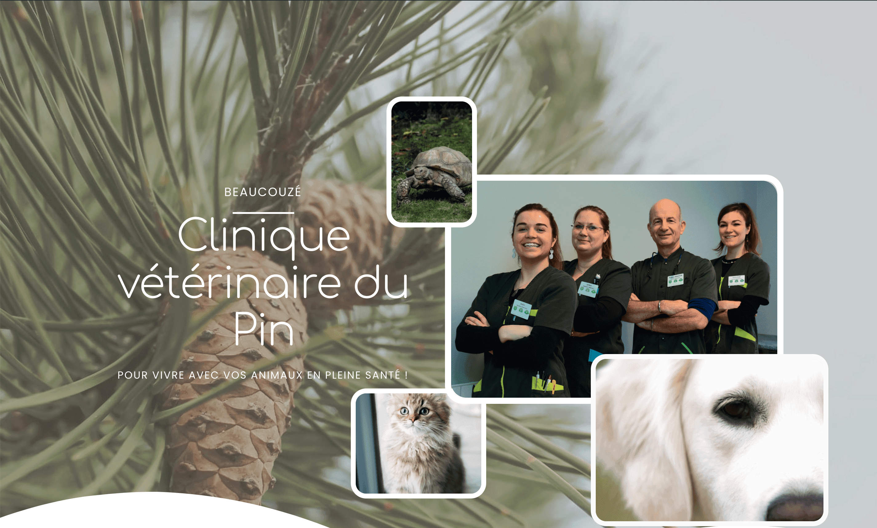 création site internet vétérinaire - page présentation clinique vétérinaire du pin